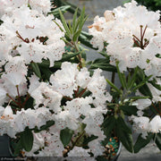 Rhododendron, Dandy Man Color Wheel #3